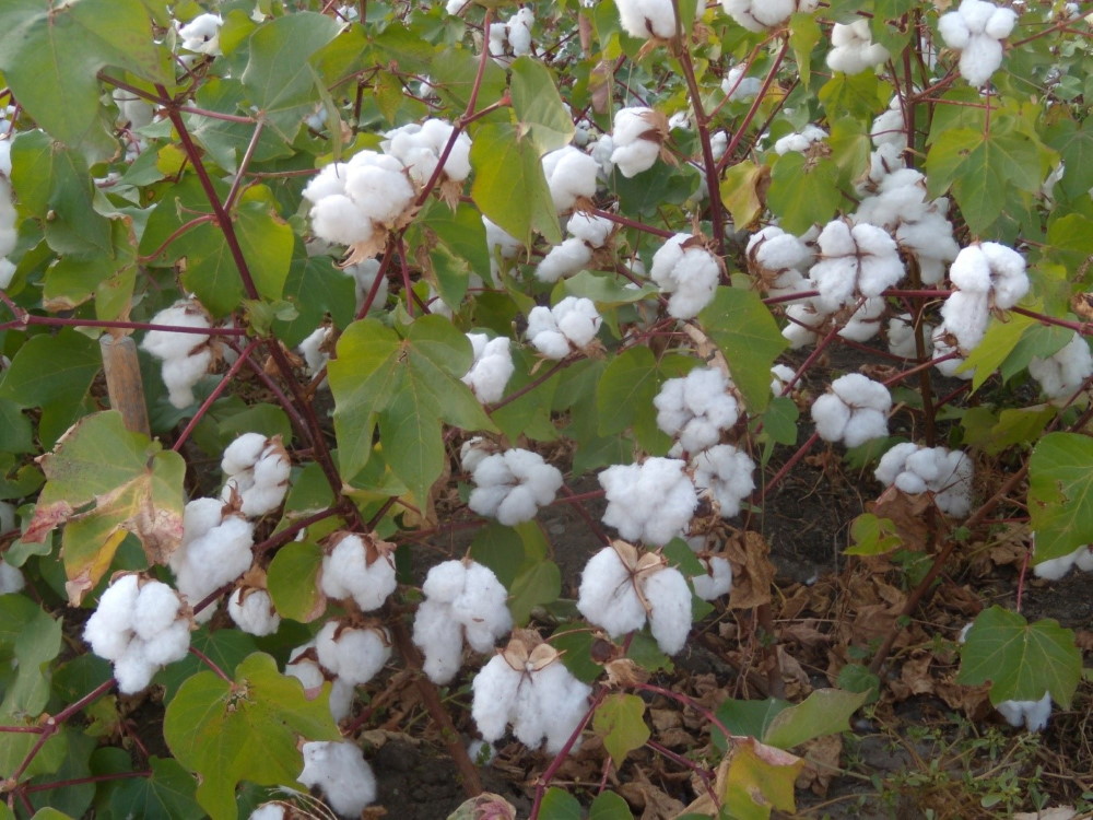  ������������ ��������������� ������� ����� ���� �����������