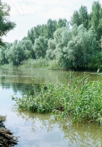 ������ ���� �����