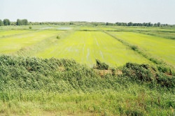 ������� ����