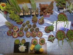 Выставка цветов на биологическом факультете АГУ