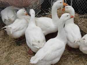 ���� ���������� ������ �� X ��������� �������� ��������� ��������