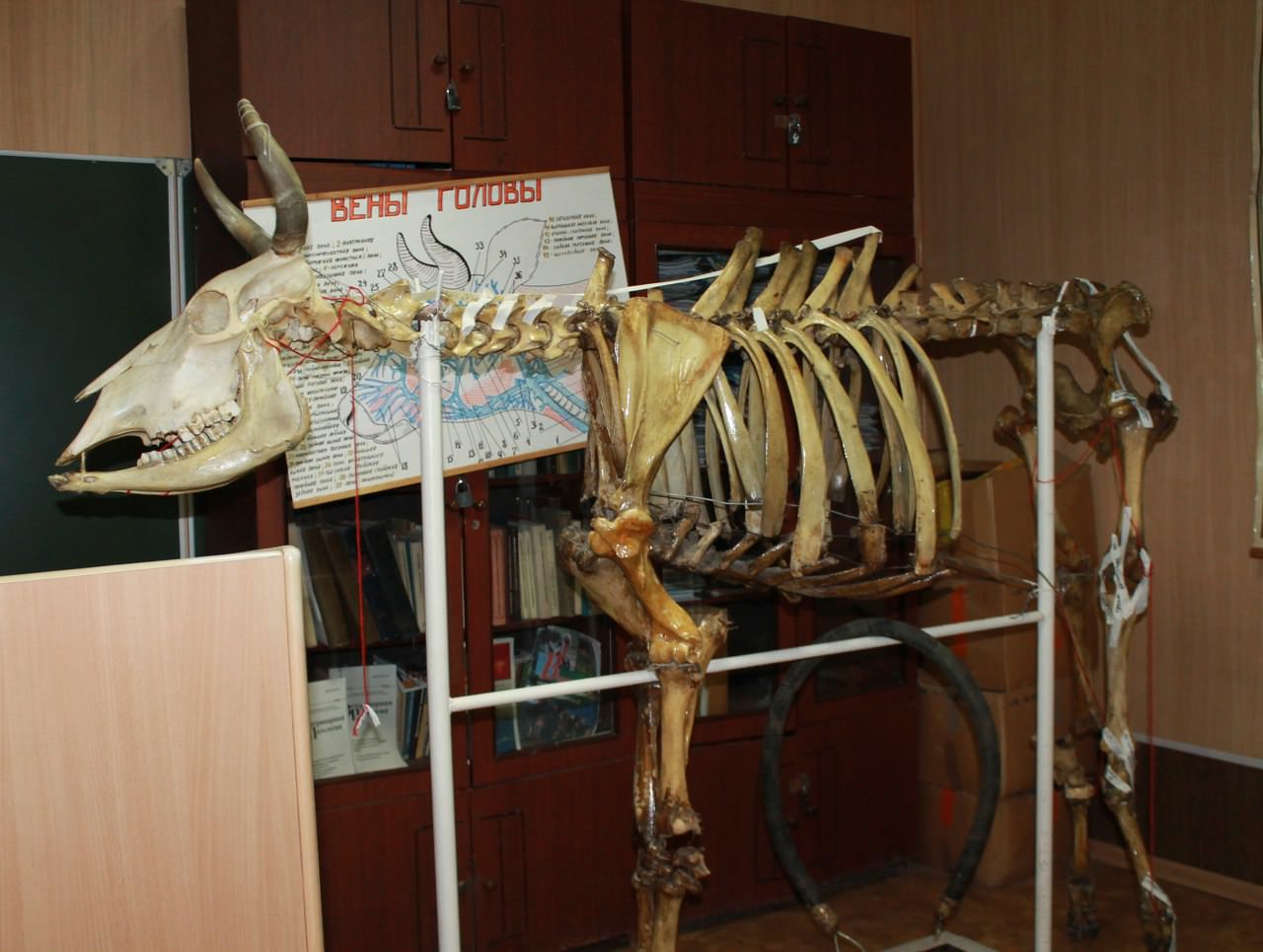 ������� ������������ ��������